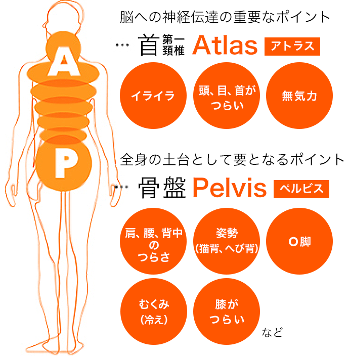 脳への神経伝達の重要なポイント 首第一頸椎 Atlas / 全身の土台として要となるポイント 骨盤 Pelvis